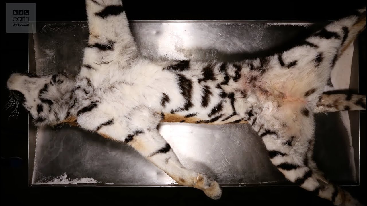 ⁣Dissecting An Amur Tiger | BBC Earth