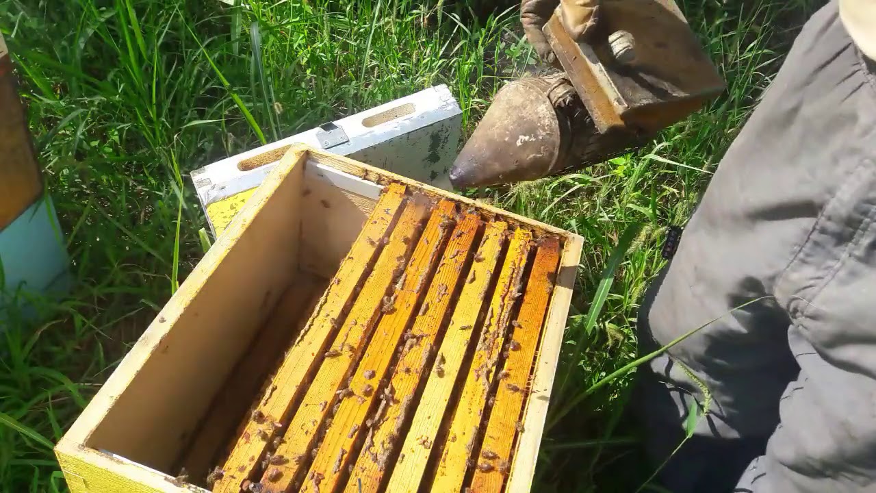 Τρύγος στον κάμπο