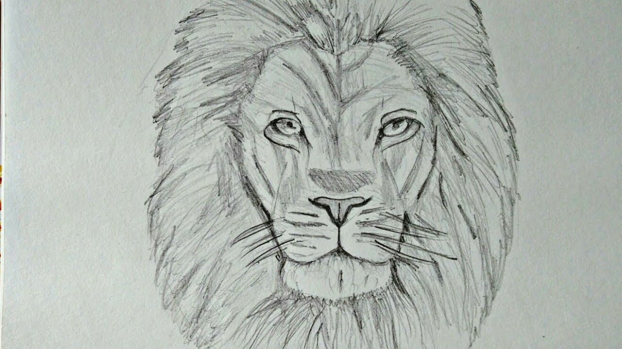 Featured image of post Lion Face Picture Drawing / Hand drawn cute lion face lion king.