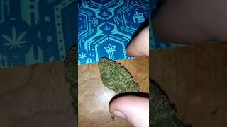 ⛽🍇🍇Berry Blossom by Hydroxylsolutions🍇🍇⛽