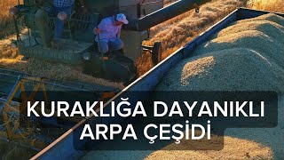 Arpa Hasat Zamani 2026 / Dekara Kaç Kg Veri̇yor ?