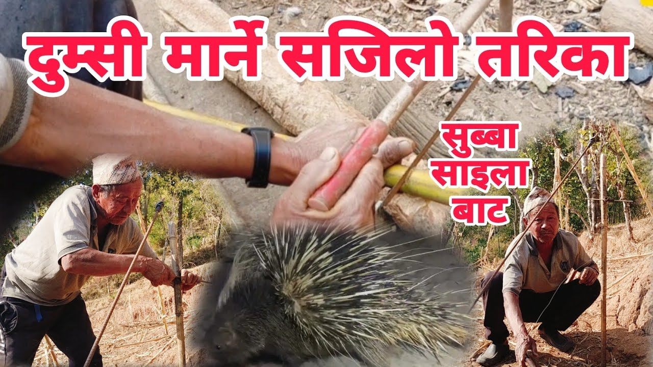 दुम्सी मा