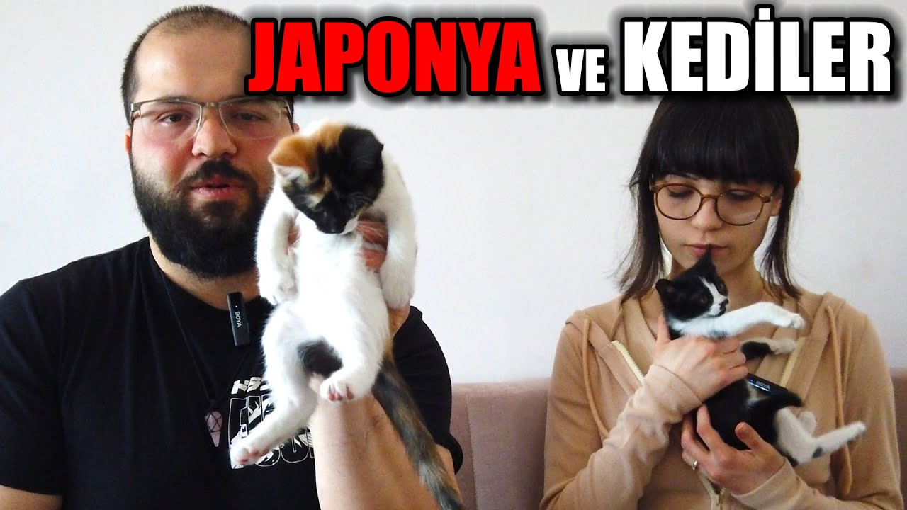 Japonya'ya Gerçekten Gidiyor muyuz ? Ve Kediler