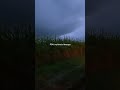Rain 🌧️ Makes Corn 🌽 Corn Makes Whiskey 🥃 #calm #storm #rain #peacefulrain