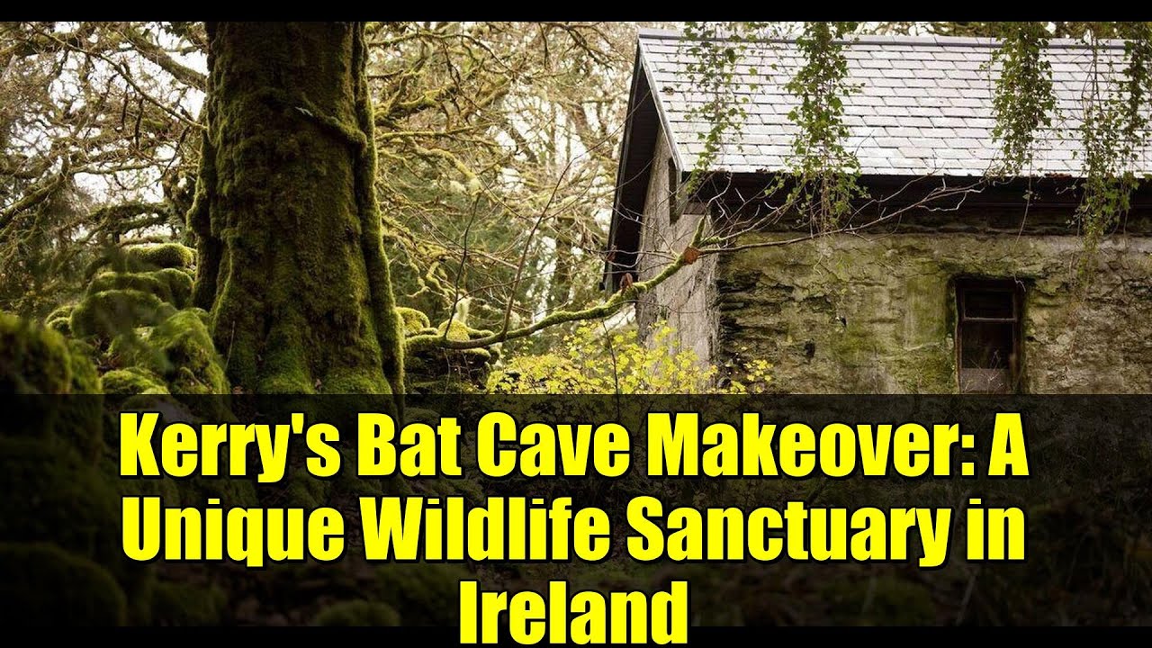 Преображение пещеры летучих мышей Керри: уникальный заповедник дикой природы в Ирландии
