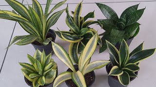 sansevieria combo