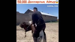 Лошадь Ат Жылкы От 🐎 😍