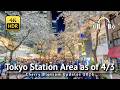 🌸 Tokyo Cherry Blossoms near Tokyo Station and Nihombashi of 4/3 [4K/HDR/Binaural]