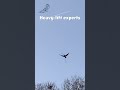 Rooks Carry INSANE Sticks for Their Nests