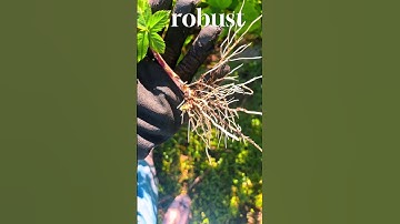 How Blackberries Multiply Themselves 🌱 | Nature’s Easiest Propagation Trick