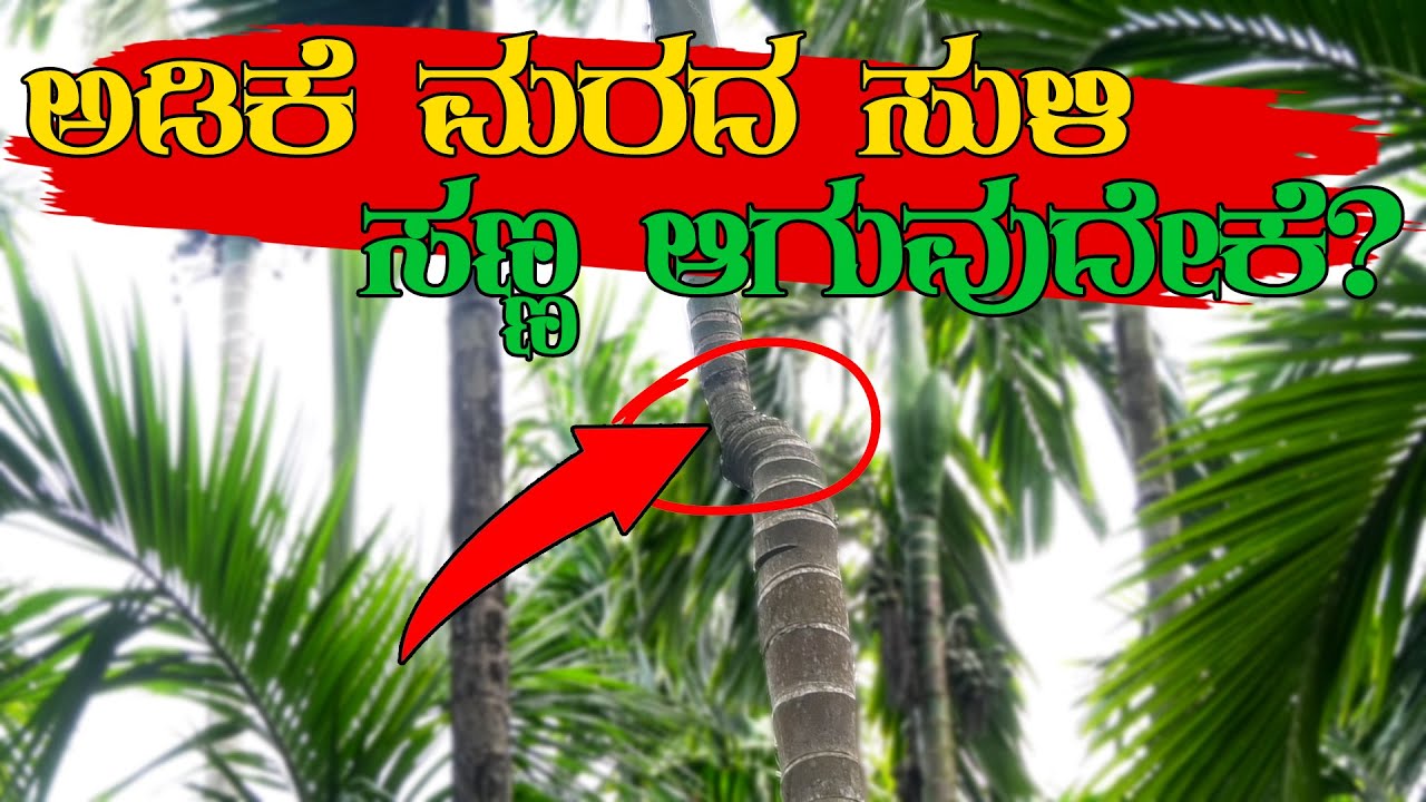 500 ಅಡಿಕೆ ಮರದಿಂದ 8 ಕ್ವಿಂಟಾಲ್ ಒಣ ಅಡಿಕೆ ಇಳುವರಿ ಸಾಕೆ? | Organic areca nut cultivation methods
