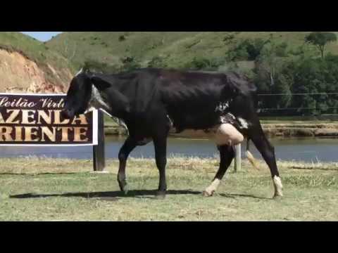 LOTE 3 - LEILÃO FAZENDA ORIENTE