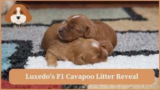 Luxedo's F1 Cavapoo Litter Reveal by Cavapoos 3:16 180 views 1 month ago 2 minutes, 24 seconds