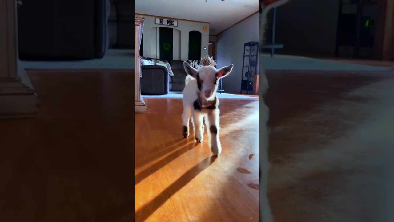 Soft ears. Softer soul. 