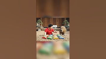 Capybara và cái bẫy bim bim #capybara #funny #cartoon