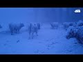 El frío extremo deja a estas vacas cubiertas de nieve en Canadá