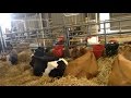 VLOG 64 | COWS EVERYWHERE!!!