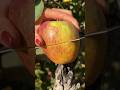 Enjoy the fresh fruit nature in the garden🍎🍇🍏🍓🍒#fruit#satisfying#farming#nature#shorts