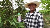 สอนปลูกทุเรียน How to grow Durian แบบได้ผลดีพิเศษ 4 สอบถาม 0926252544