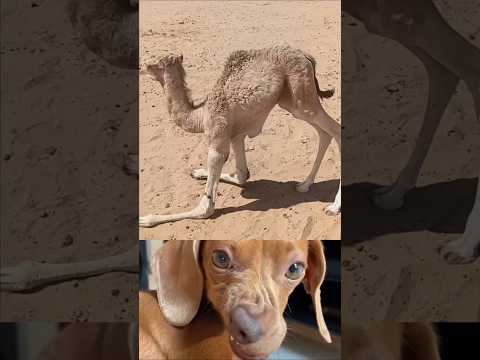 إنه يحتاج إلى دعمكم