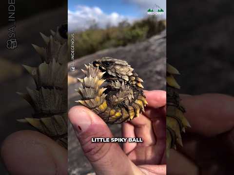 Ball Of Spikes Armadillo Girdled Lizard