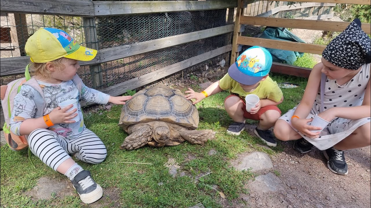 KESÄLOMAN VIIMEISET RETKET 🐢🦊| Myday 3.-5.8.2022