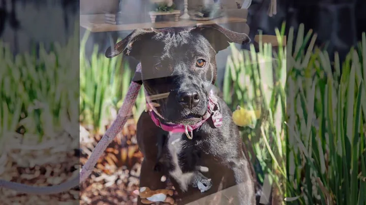ADOPT Cora Lou!