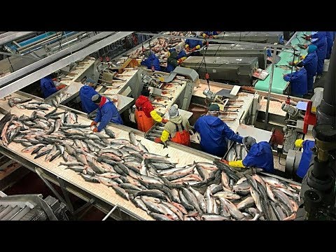 Удивительный Большой Улов Лососевых Рыб-Автоматические Линии Обработки Рыбы ▶5