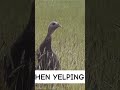 Turkey calling clinic #turkeyhunting #turkeycalling #calling #spring #hen #yelp