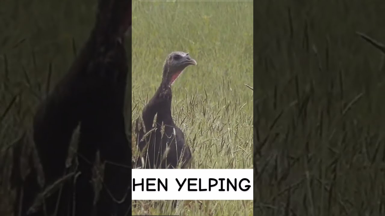 Turkey Calling Clinic Turkeyhunting Turkeycalling Spring Hen Yelp