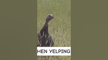 Thumbnail of Turkey calling clinic #turkeyhunting #turkeycalling #calling #spring #hen #yelp