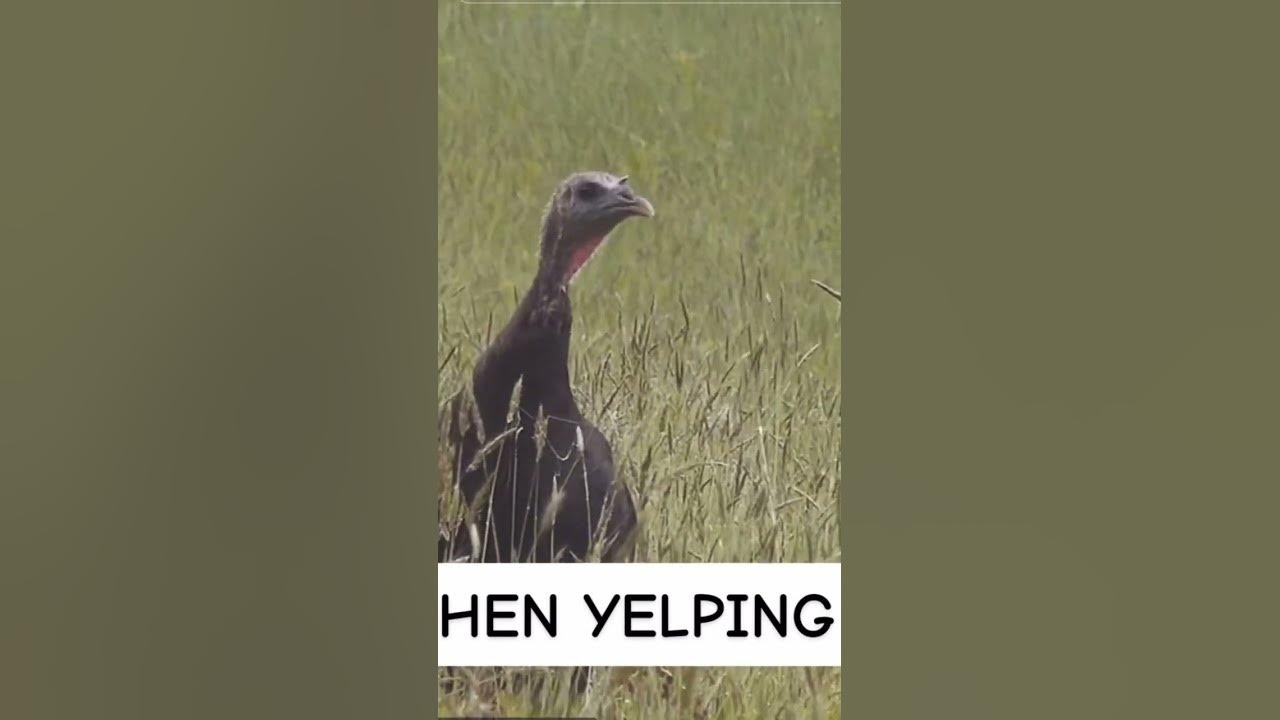 Turkey calling clinic #turkeyhunting #turkeycalling #calling #spring #hen #yelp