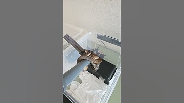 simalia amethistina #shortcraft #snake