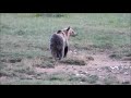 Brown Bear's evening walk on the meadow