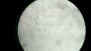 Fluid Inclusion Sample 8