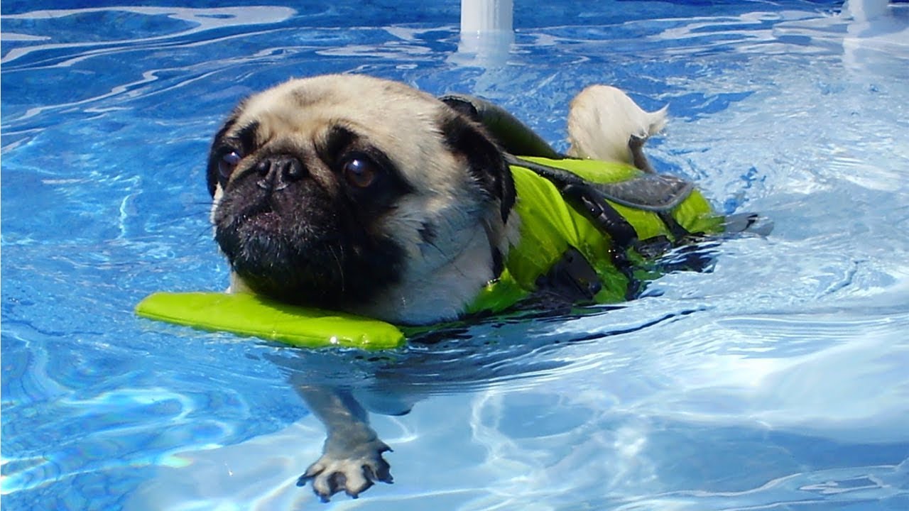 what dog breeds can swim