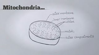 Labelled Diagram of Mitochondria l How to Draw Mitochondria with Labelling l ES art & craft