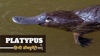 Platypus - हिन्दी डॉक्यूमेंट्री | Wildlife documentary in Hindi