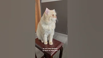 Cutest Cat Simba Day 1 