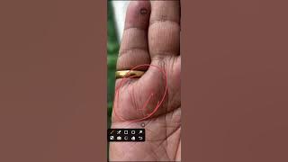 Palm reading no 521, contact number for palm reading- 8588821529,9266603215, #palmistry #astrology 