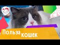 5 доказательств того, что кошки полезны для здоровья человека