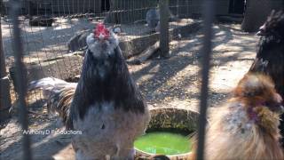 The Perfect Rooster Crowing