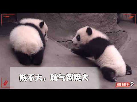 《熊貓早晚安》兩隻非常認真打架的小糰子，但可愛到爆炸！ | iPanda
