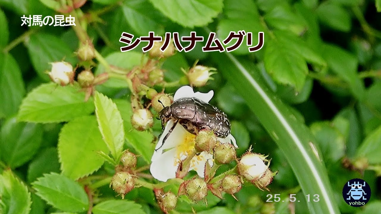 シナハナムグリ