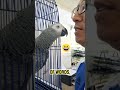 Most intelligent Birds in The World. African grey parrot