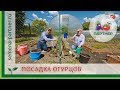 ОГУРЦЫ В ОТКРЫТОМ ГРУНТЕ: КАК ПРАВИЛЬНО ПОСАДИТЬ