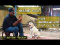 Bite and drop command    terry  dog training malayalam  labrador puppy 3 month