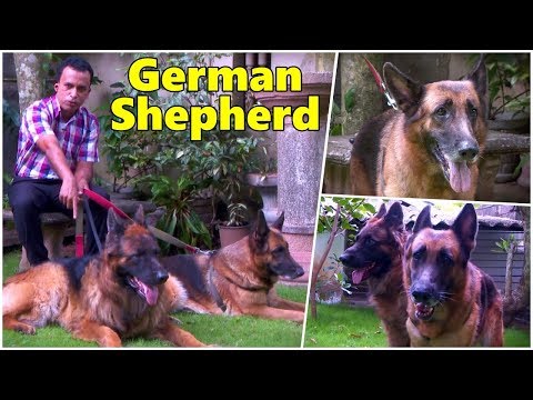 German Shepherd Dog