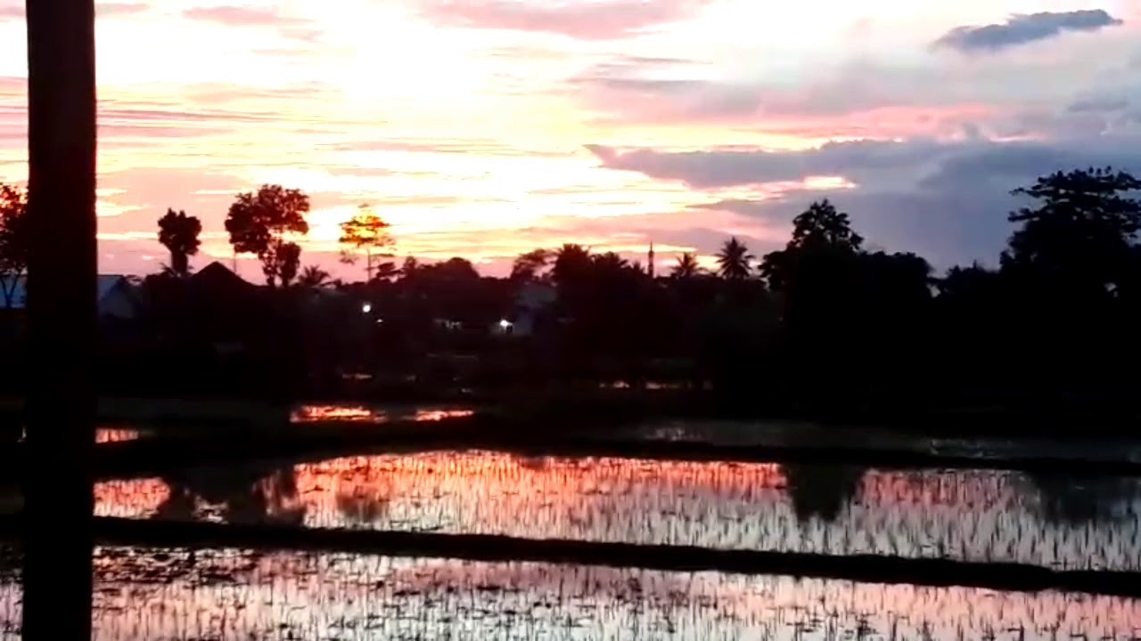 Budidaya ayam petelur 