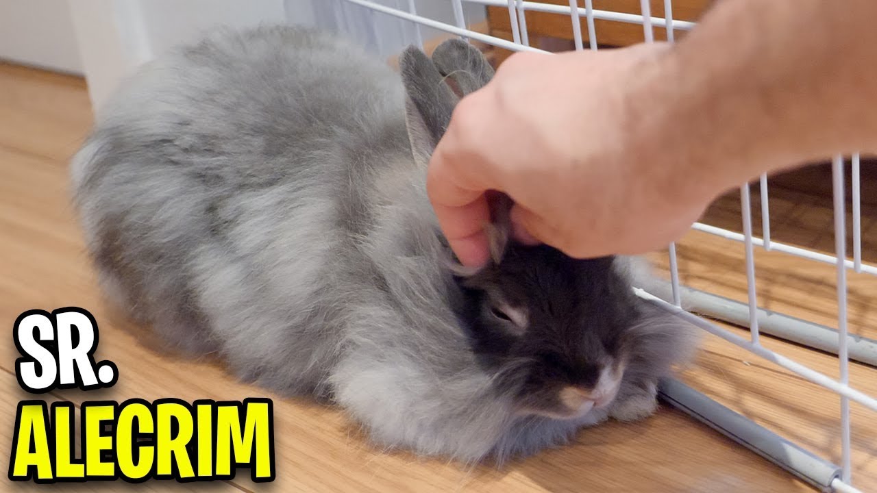 Sr. ALECRIM e Como é Ter um Coelho de Estimação!
